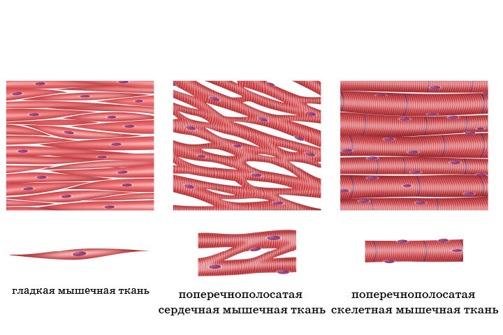 Стенки внутренних органов состоят из мышечной ткани скелетной гладкой