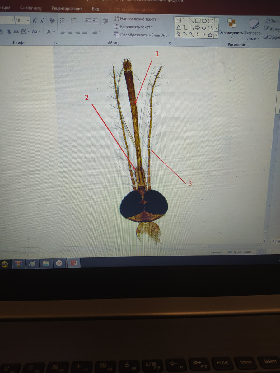 Биология, она же паразитология