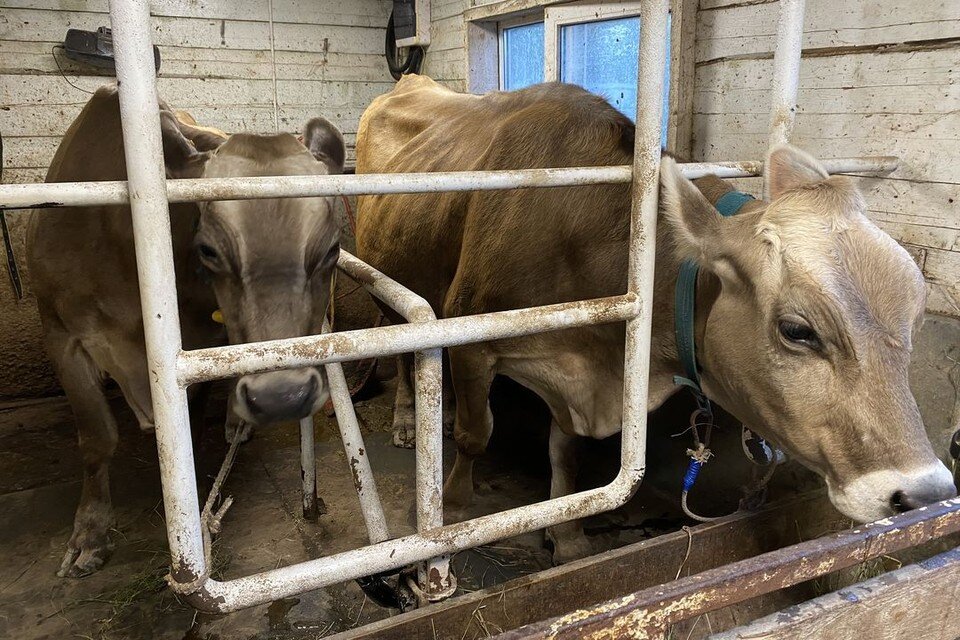 Заражение 8. Заражение человеческой аскариды путь заражения. Аскарида человеческая пути заражения. Заражение 8. Сптдспособы заражения.