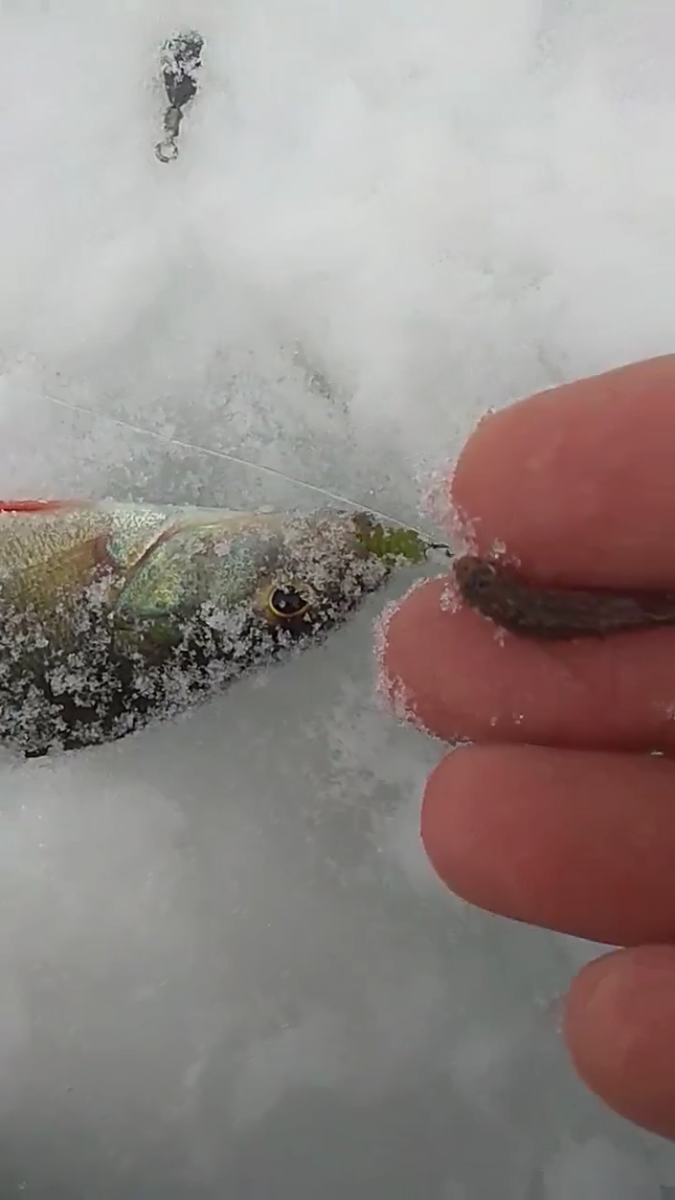 Сравнение силиконовой приманки с живым бычком