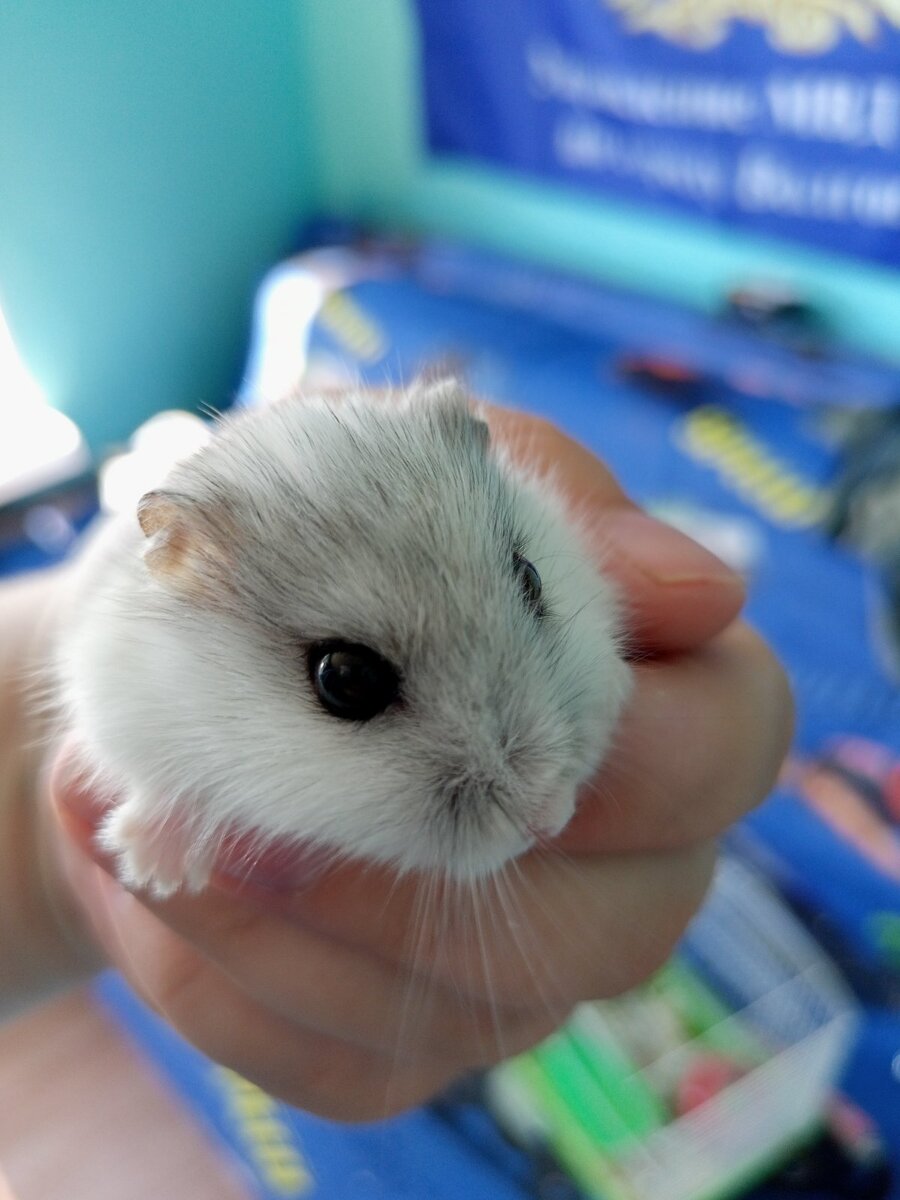 Хомиша на каникулах