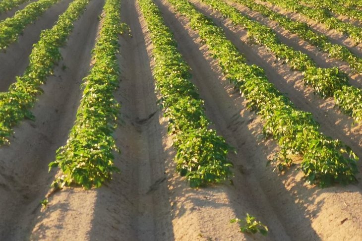    Картофель занял второе место после зерна в январском агроэкспорте 2024 из Республики Чувашия