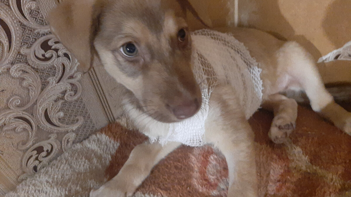 Не хотел делать перевязку