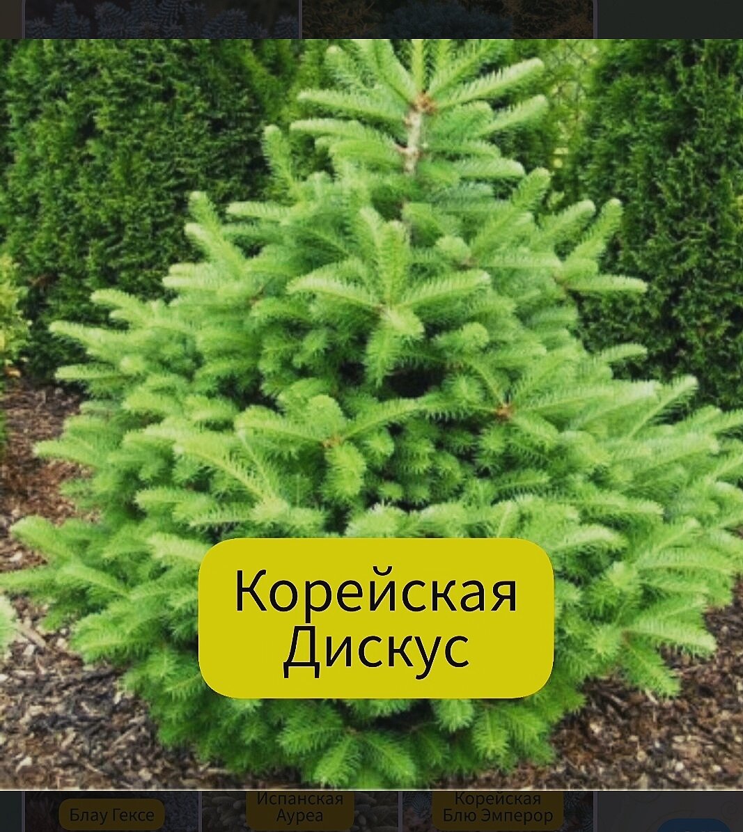 Все елки, да, сосны, да туи… А не хотите ли пихту? – 9 разнообразных  вариантов для стильного участка | Эффективно и просто — комнатные растения,  сад и огород | Дзен