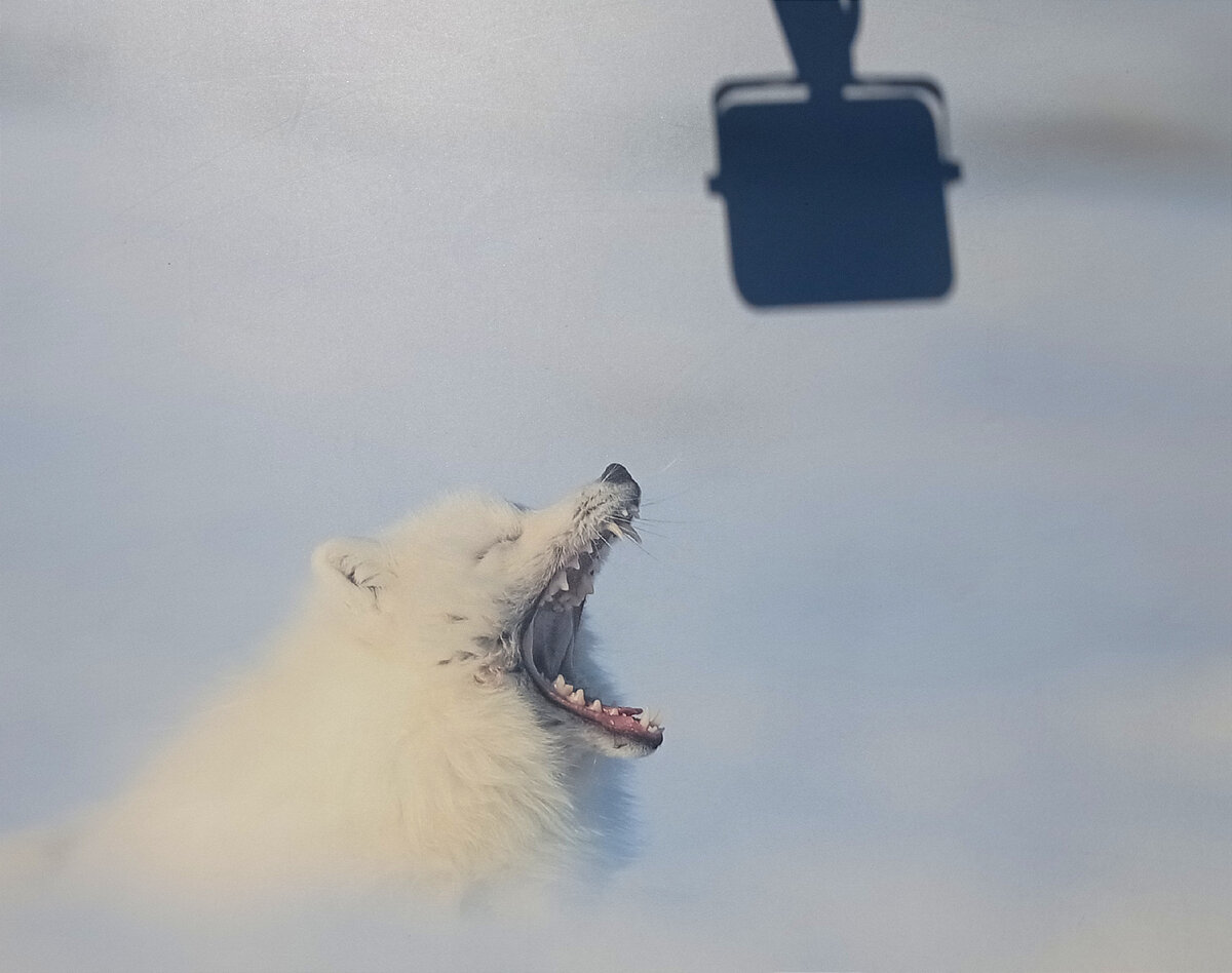 сфоткала летом в Сочи,  в комментариях покажу исходную полную фотку "певца"  ;)