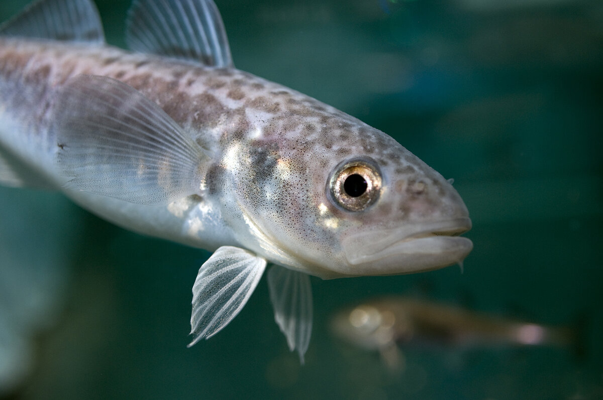 При поездке в Сибирь на трофейные туры Плато Путорана, можно поудить родственных рыб трески.