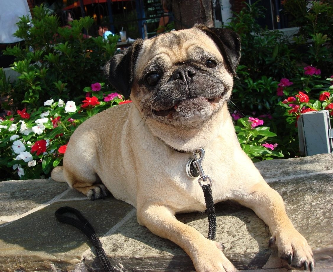 мопс породы собак. вязка мопсов. бройн мопс. мопс окрасы. раз мопс.