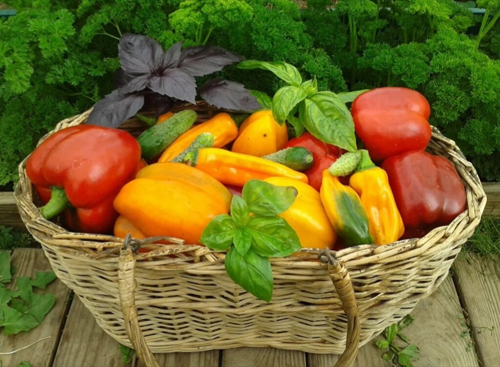 Пересадка рассады томатов в грунт таблица. Когда сажают перец на рассаду в подмосковье. Когда сажают перец на рассаду в подмосковье. Когда сажать помидоры и перец на рассаду. Когда сажать перец на рассаду.