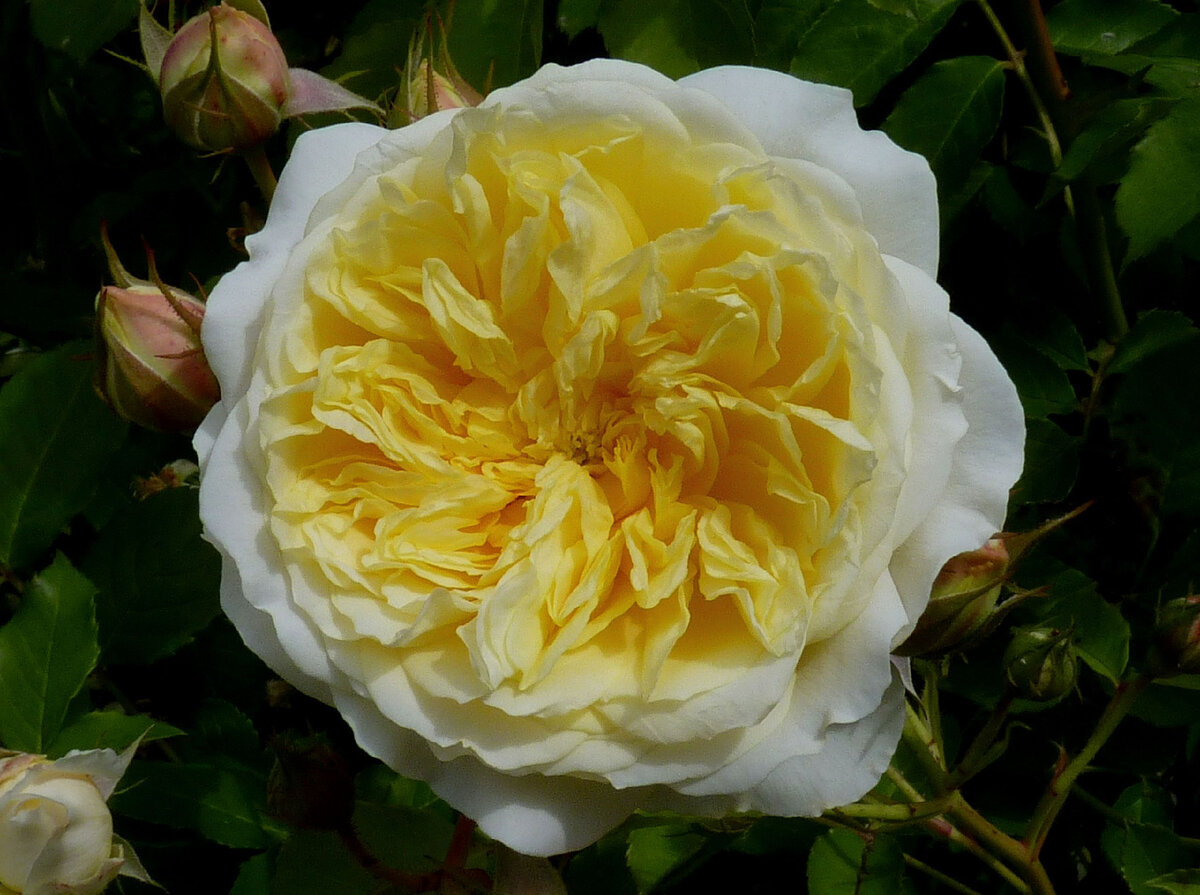 Желтые английские розы. Розы Дэвида Остина Пилигрим.
