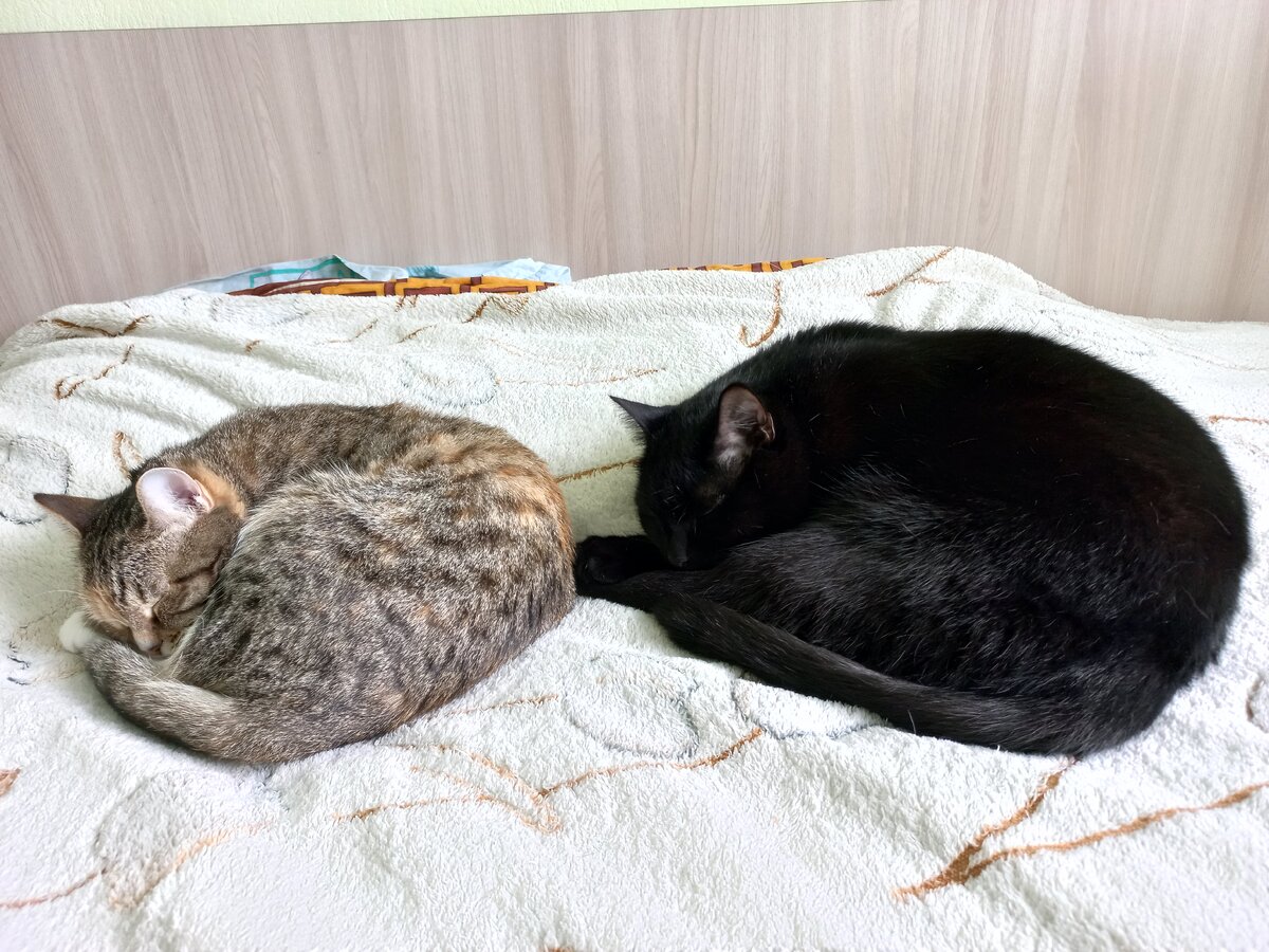 Наши котики