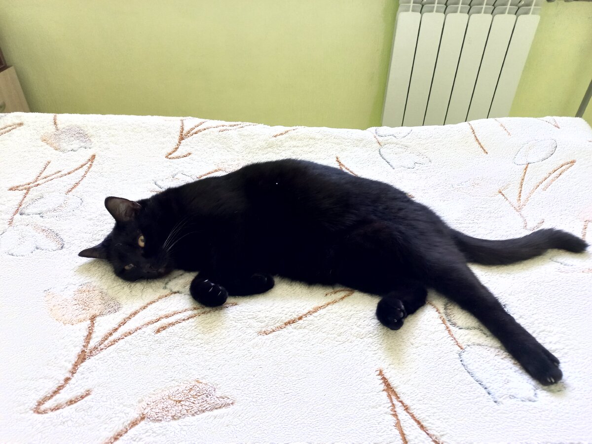 Энни лейбовиц 1980. Поезда с музыкой. Elvira t - доза (поезда-самолеты). Музыкальная электричка. Поездами самолетами песня.