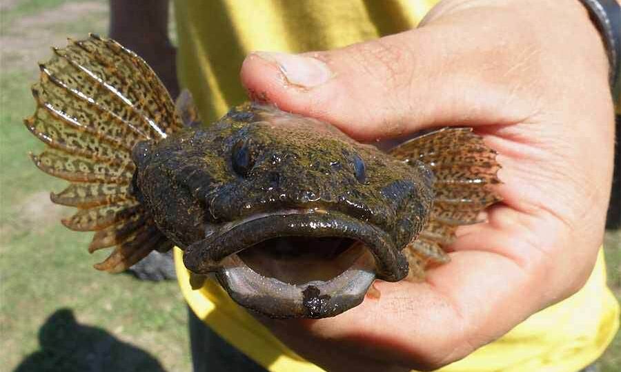 Рыба подкаменщик сибирский, что за особь?