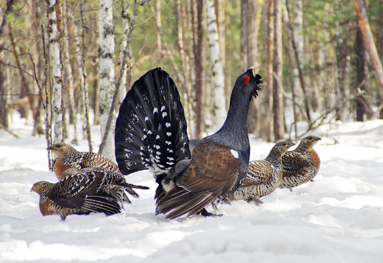 Глухари на токовище. Как охоту сделать трофейной?