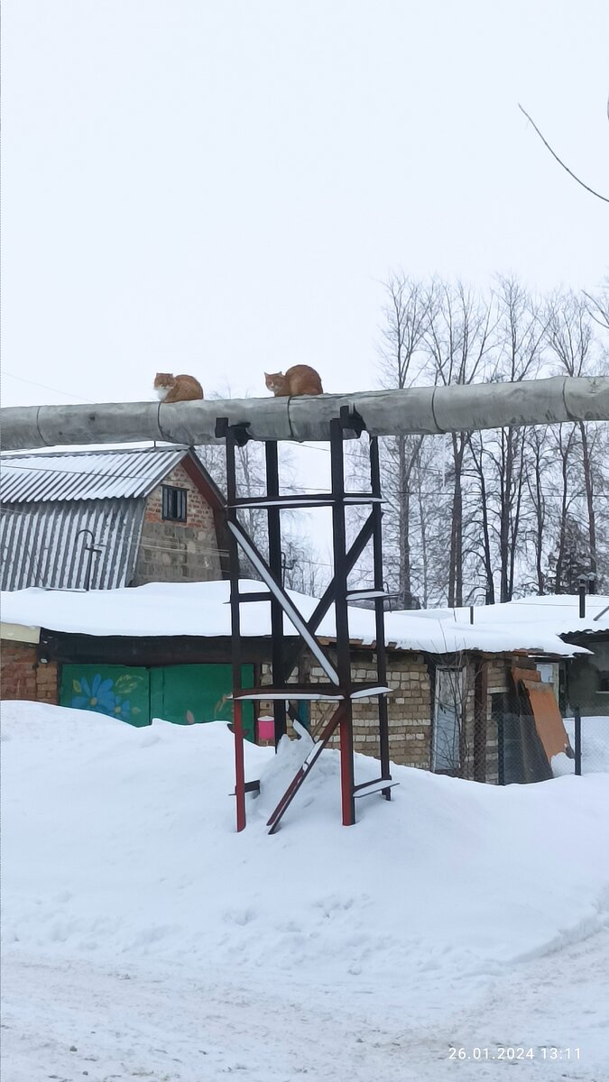 "Родители" Женькиного кота. 