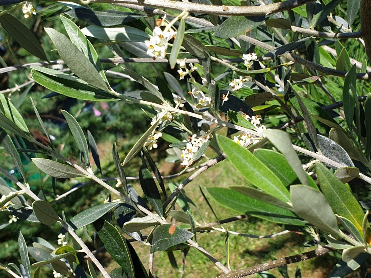    личный архив