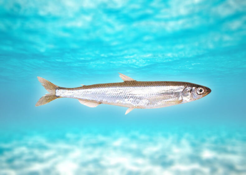Проходная рыба - корюшка.