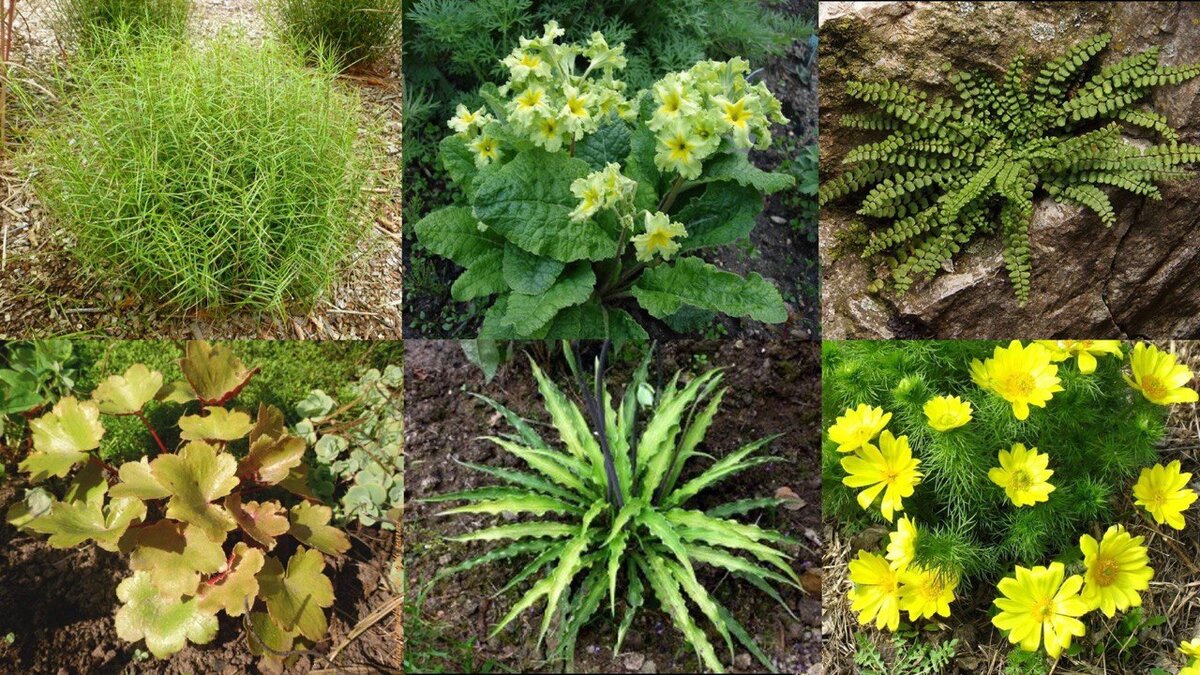 инопланетные деревья. фантастическое культурное растение. придуманные растения. придуманные растения. фантастические растения.