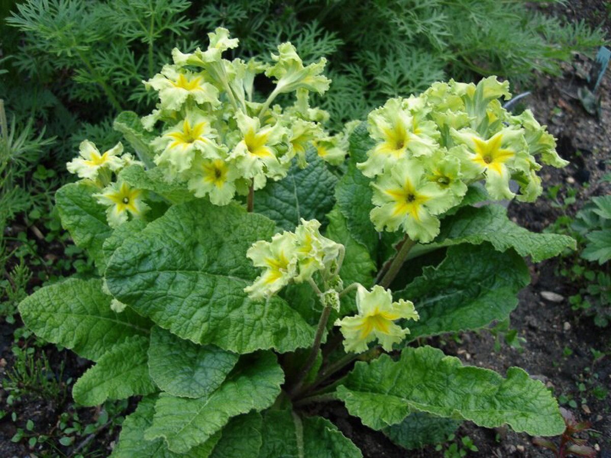 Примула гибридная Francesca