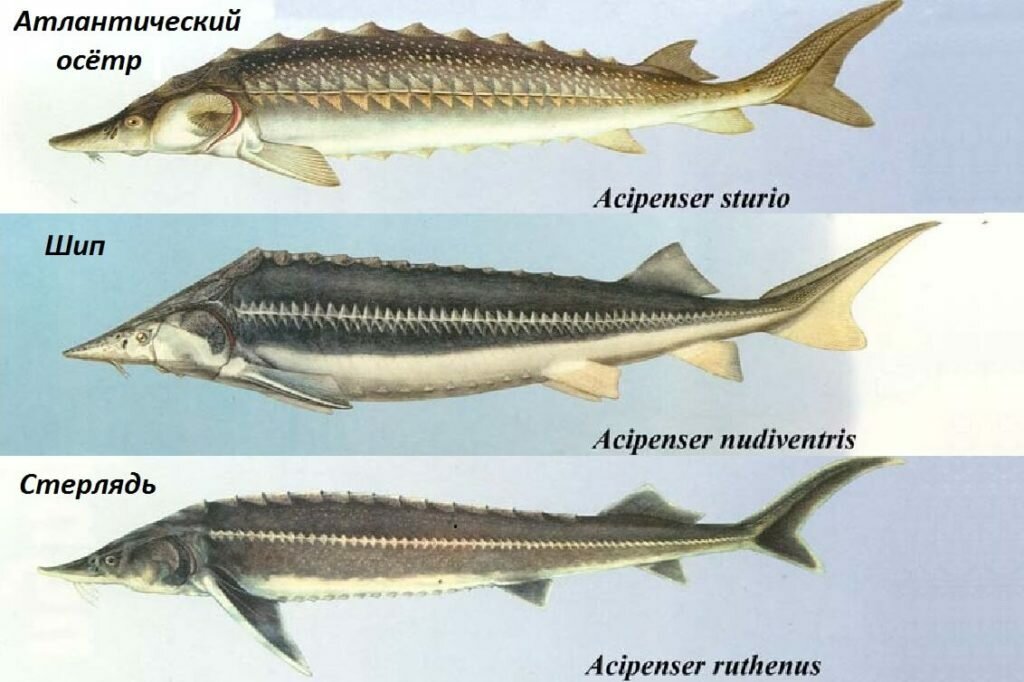 Шип получил свое имя благодаря строению передней части тела. Его голова напоминает колючку.