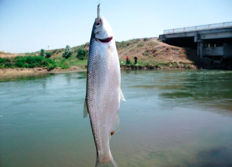 Царская рыба - шемая.