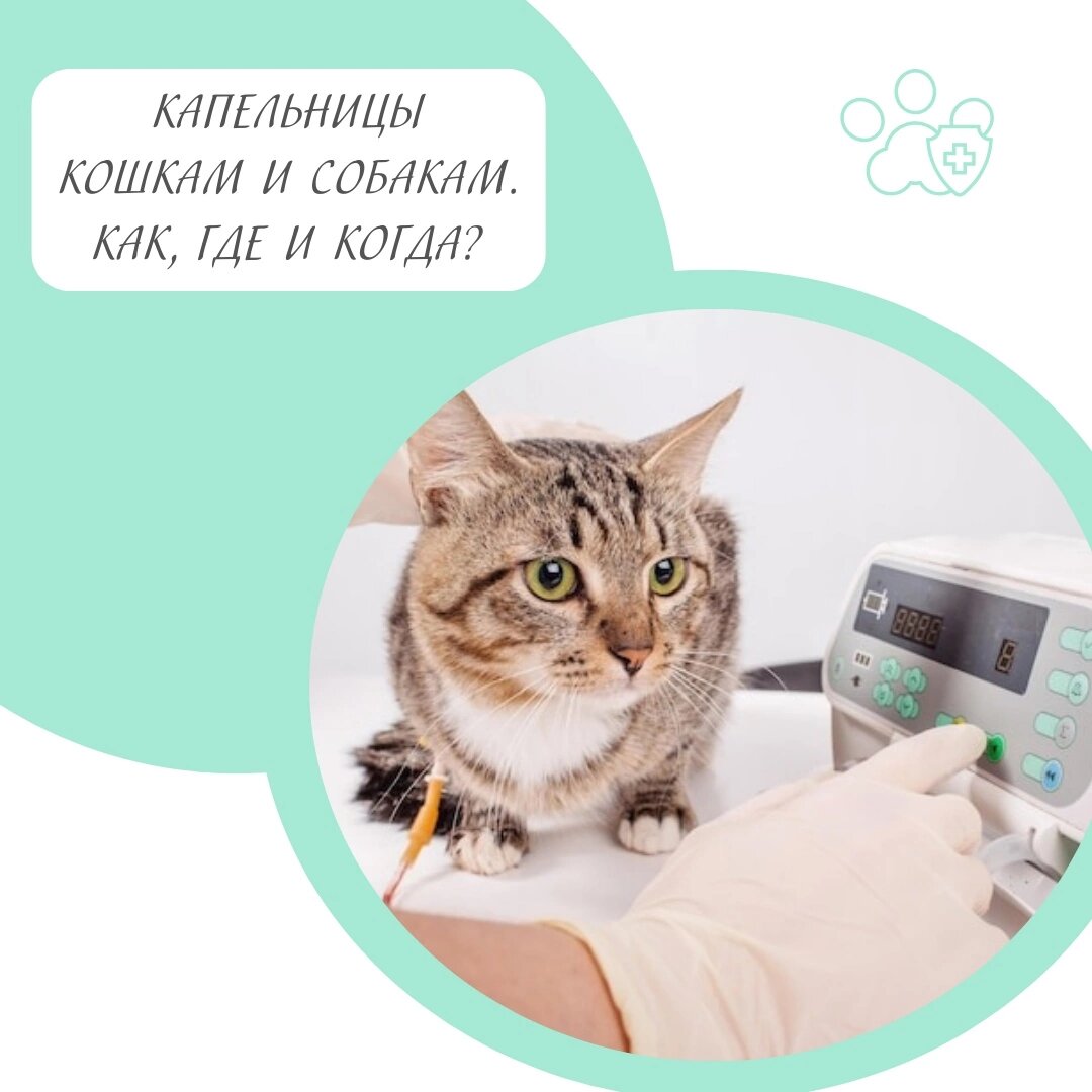 Катетер для кошек без стилуса с открытым концом, стерильный ПЭТ 3FR 4FR AliExpre