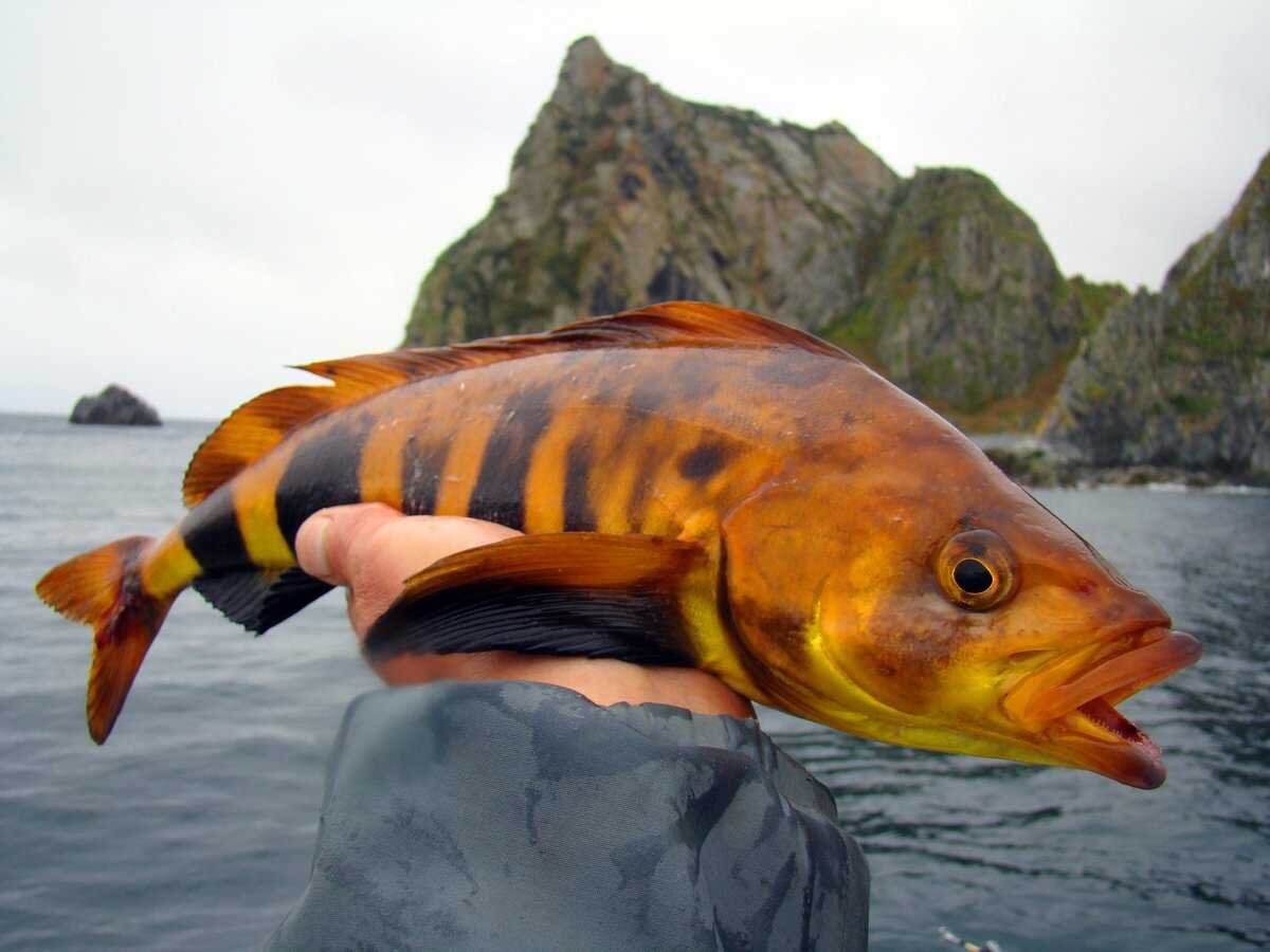 Красивый, морской хищник чем-то похож на окуня и ленка.