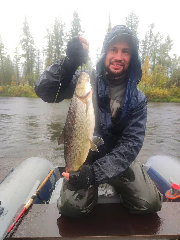 Любой хищник семейства лососей подойдет для приготовления гравлакса.
