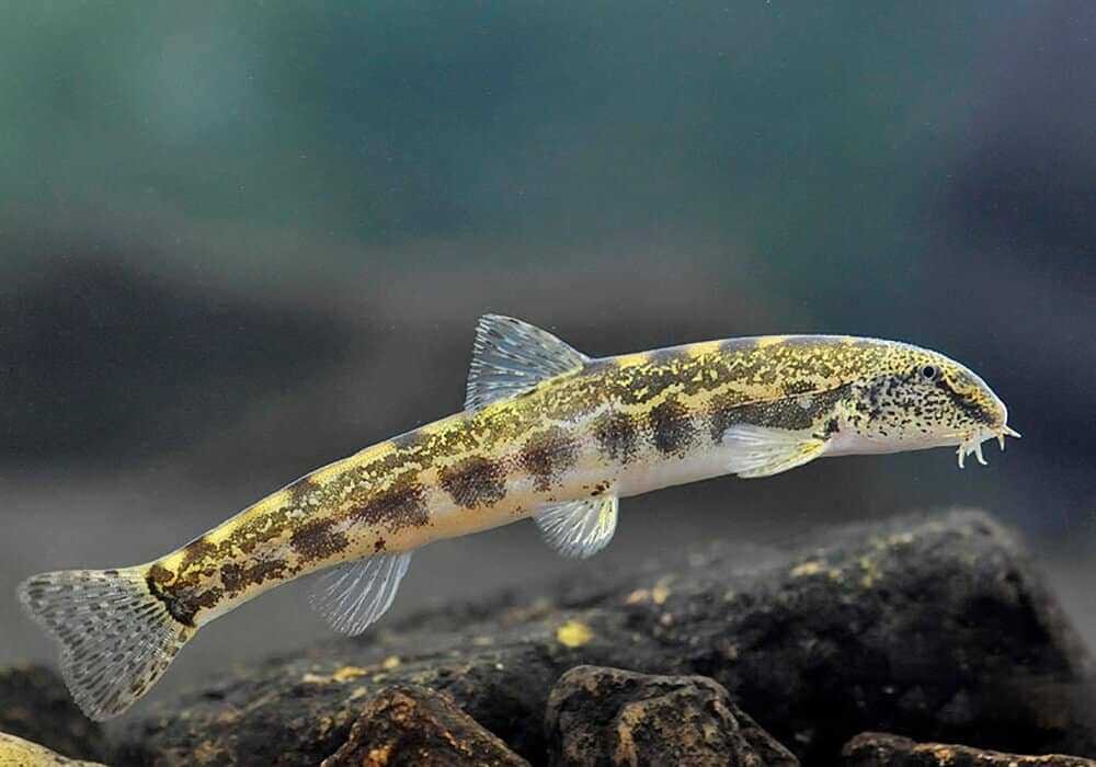 У рыбки привлекательный вид.