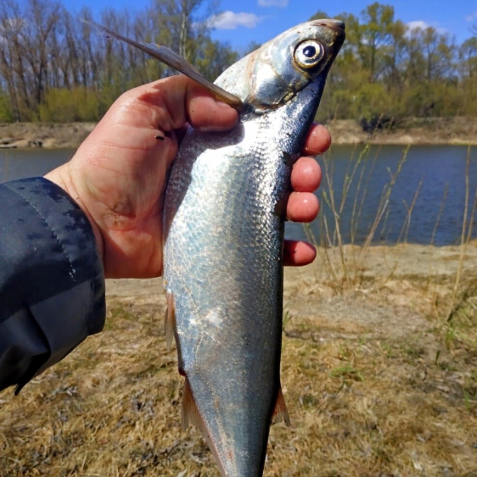 Серповидная особь.