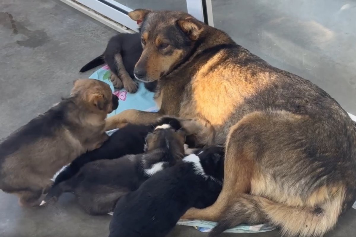    Стерилизованная собака родила в Иркутске