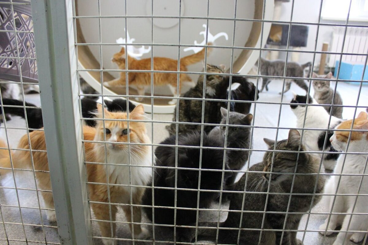 Кошачьи спасатели приют. Homescapes амбар. Cooking diary питомцы. Cat rescue story. Игра коты.