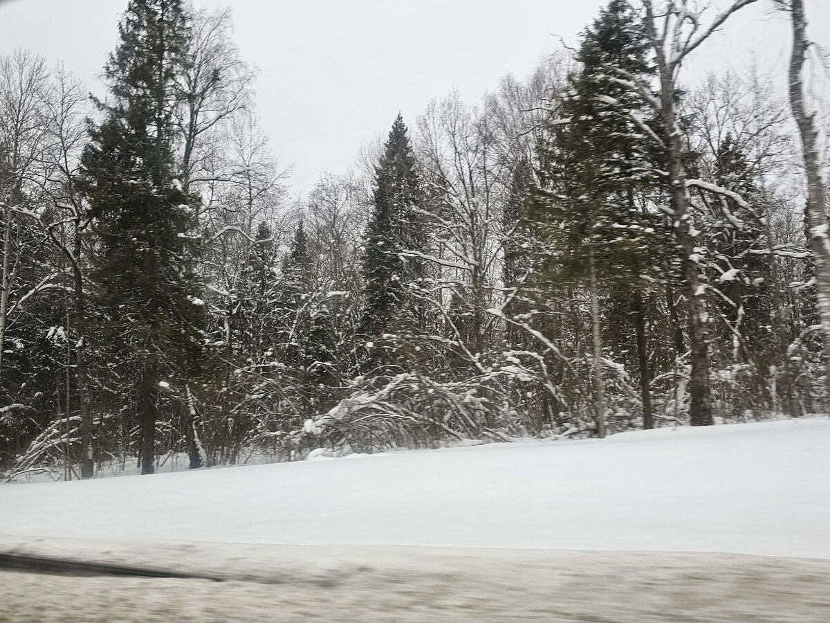 Вид из окна машины. Для Ярославской области очень типичная картина