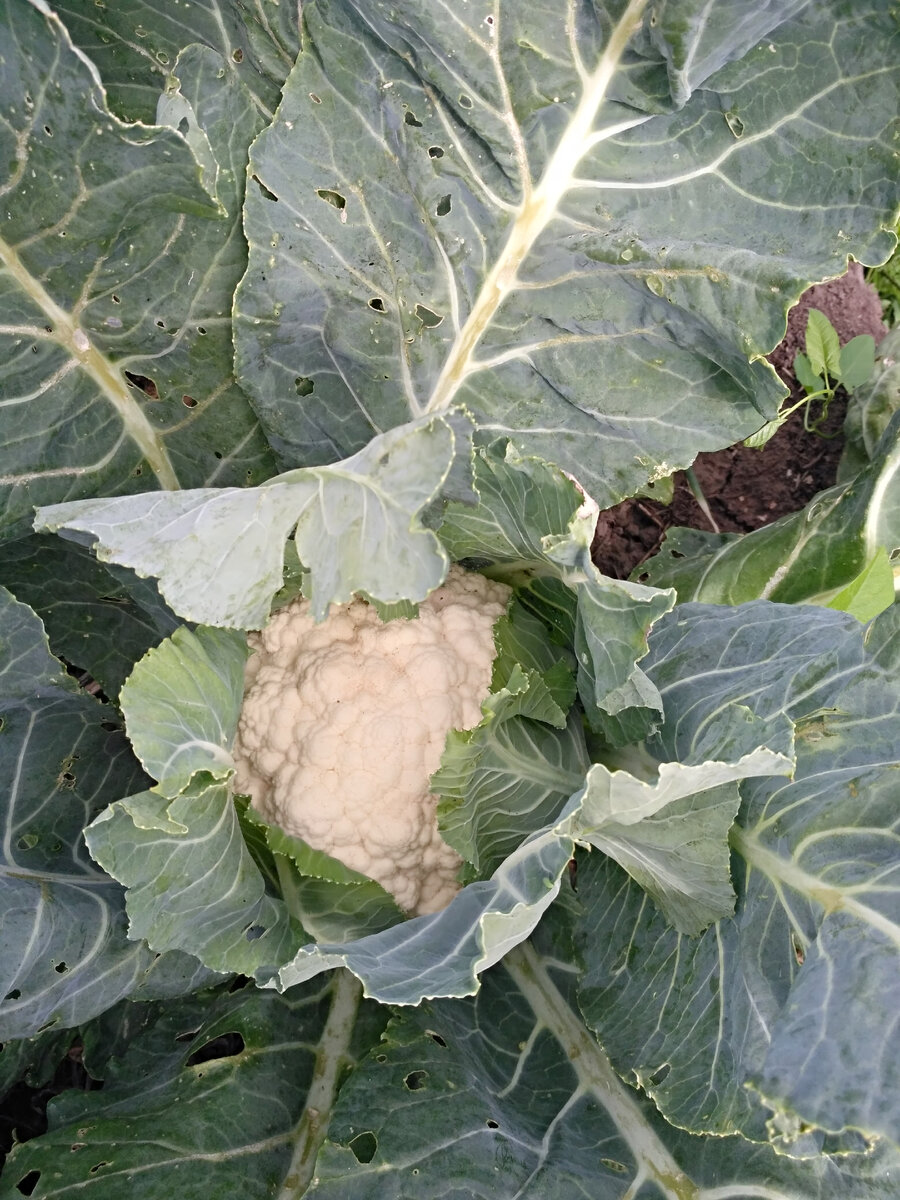 Частично укрытая листьями головка цветной капусты