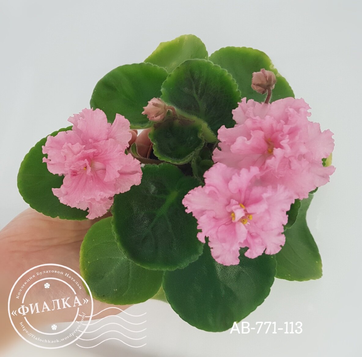 Так выглядит развитие "шапки" у сорта АВ-Дар Розовой Феи. По-моему, очень наглядно