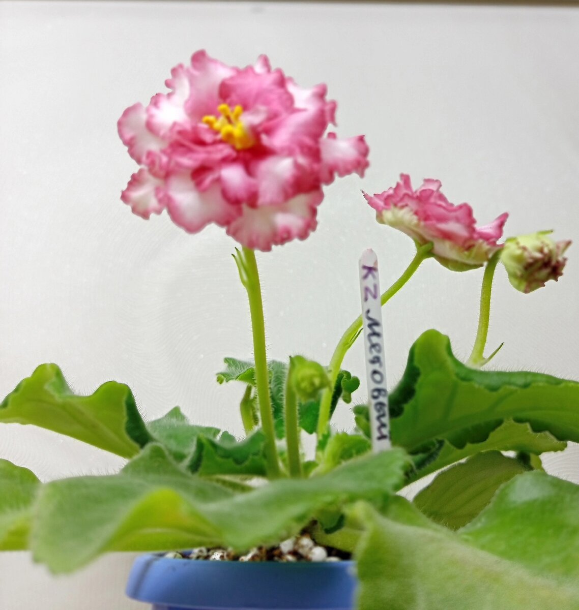 Фото из свободных источников