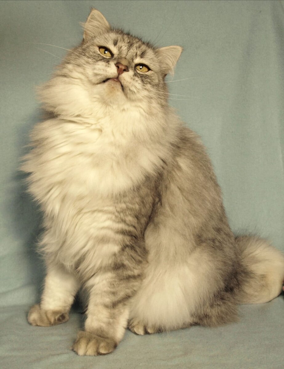 Это наш Пшик