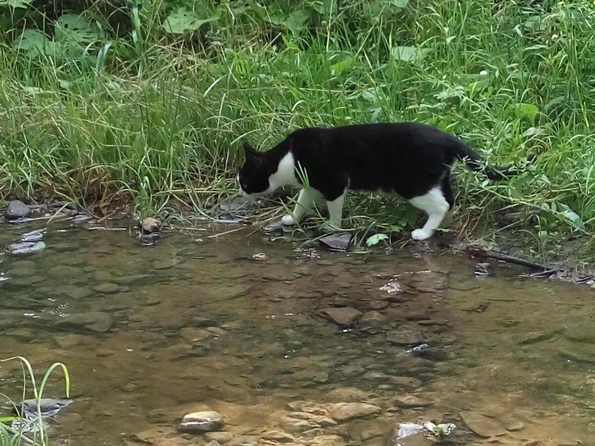 Кот, воспитанный фокстерьерами, готов на дальние прогулки. Даже на речку!