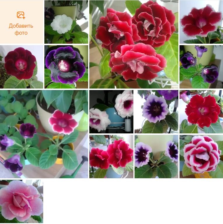 Моя коллекция глоксиний в 2013 году