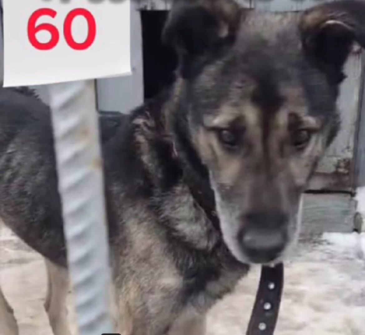 Бладхаунд карликовый. Бладхаунд (шьен де сен-юбер). Что значит фраза собака собакой. Что значит фраза собака собакой. Крылатые выражения про собак.