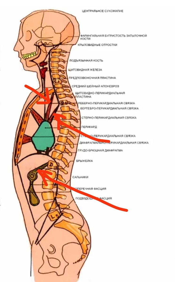 Боль между переносицей. Дискомфорт в переносице. Боль между переносицей. Болит голова от гайморита. Головная боль.