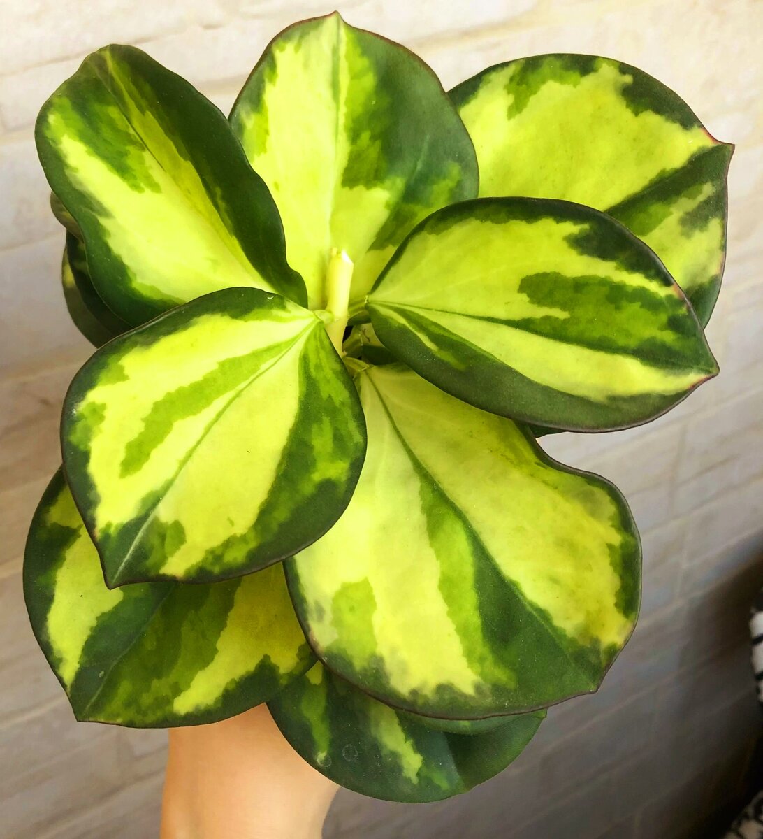 Фото интернет 