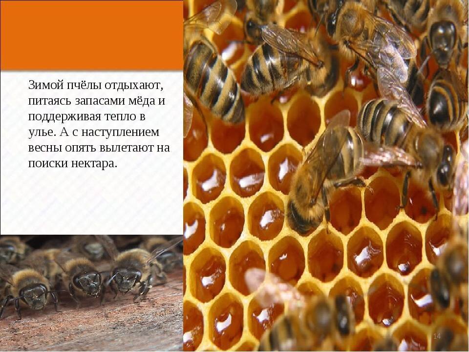Как зимуют пчелы. Пчелы зимуют. пчелы готовятся к зиме. мед перезимовавших пчел. пчелы спят зимой.