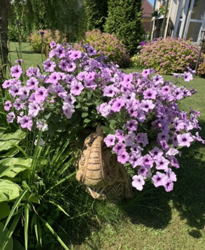 Петуния ТАЙДАЛ сильвер 