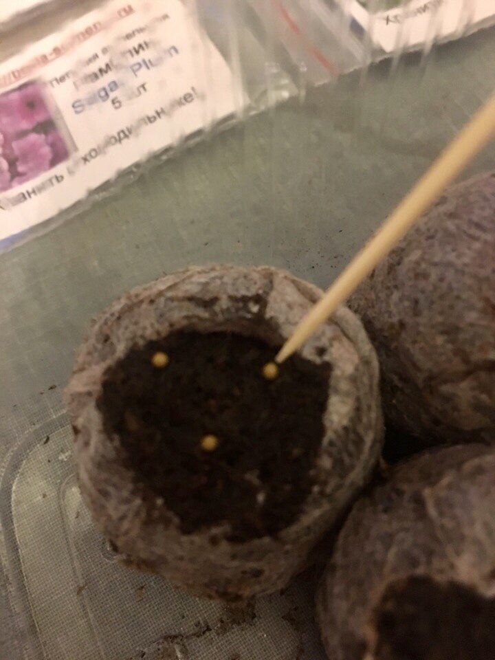 Раскладываю гранулы по поверхности и разрушаю оболочку зубочисткой