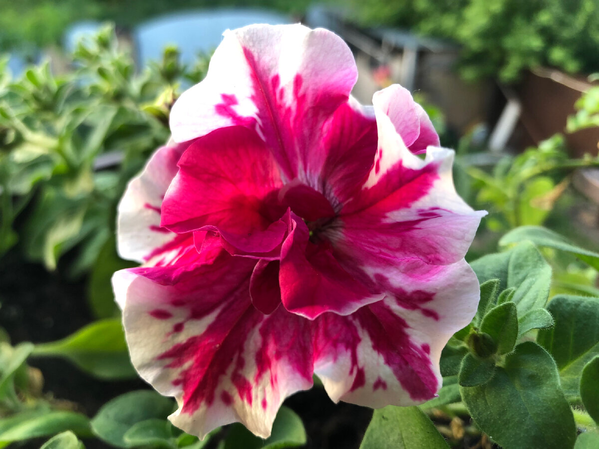 Пикировка ампельной петунии. Петуния рассада. Пикировка петунии. Посадить петунию в землю. Рассада в кассетах из под яиц.