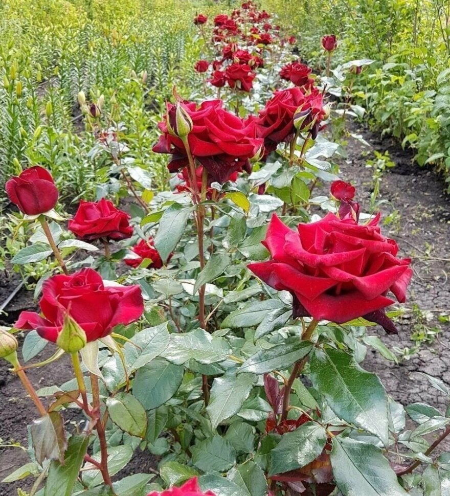 Розы саженцы сайты
