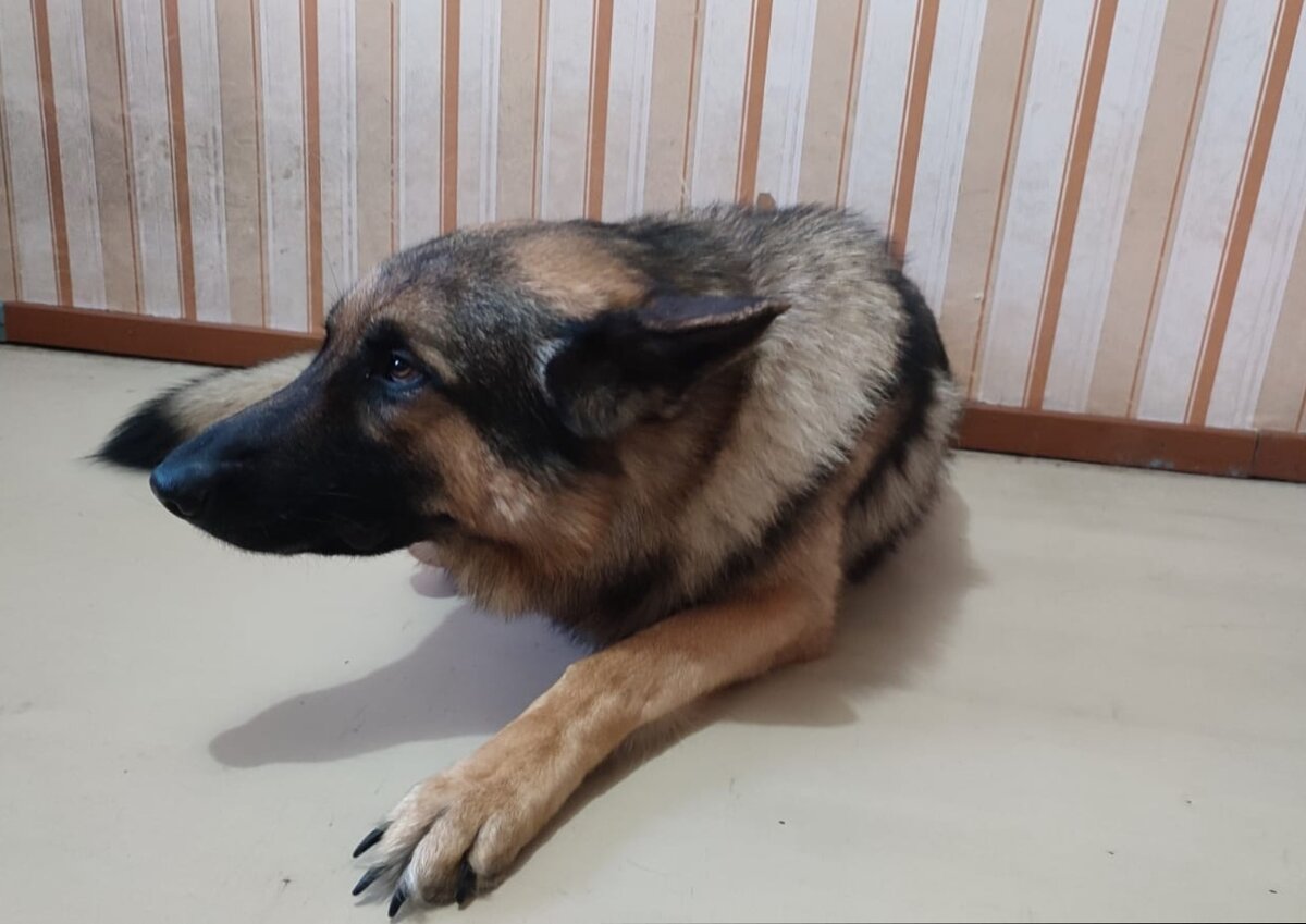 Это Бося в процессе прослушивания, той самой грозной лекции... 😁