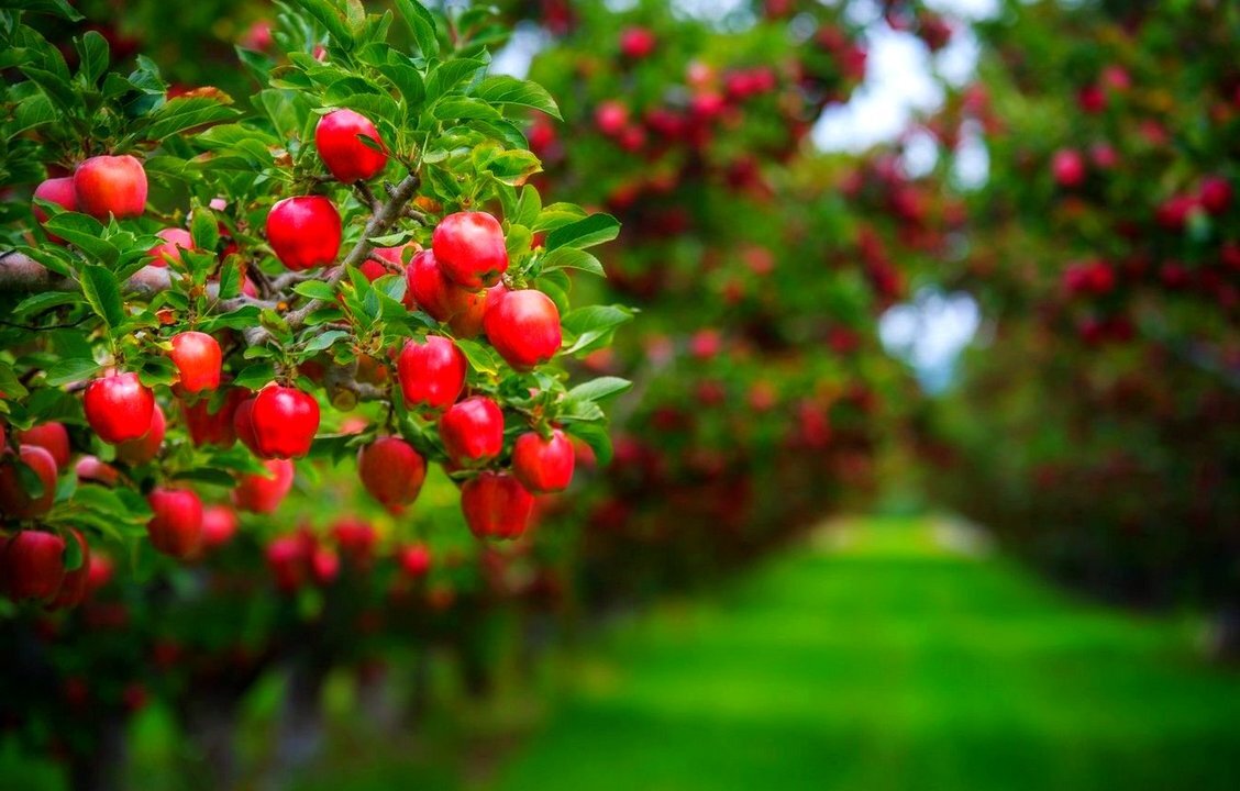 Яблочные сады занимают пять миллионов гектар.