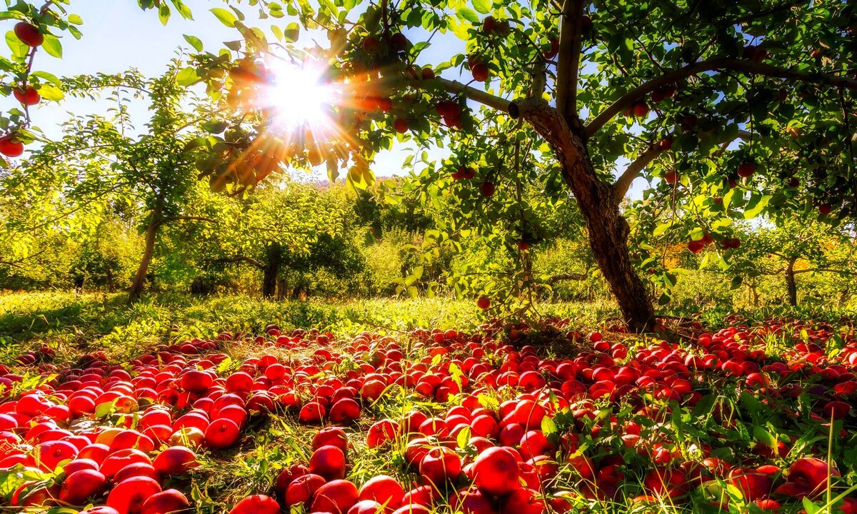 В мире известно 7500 сортов яблок.