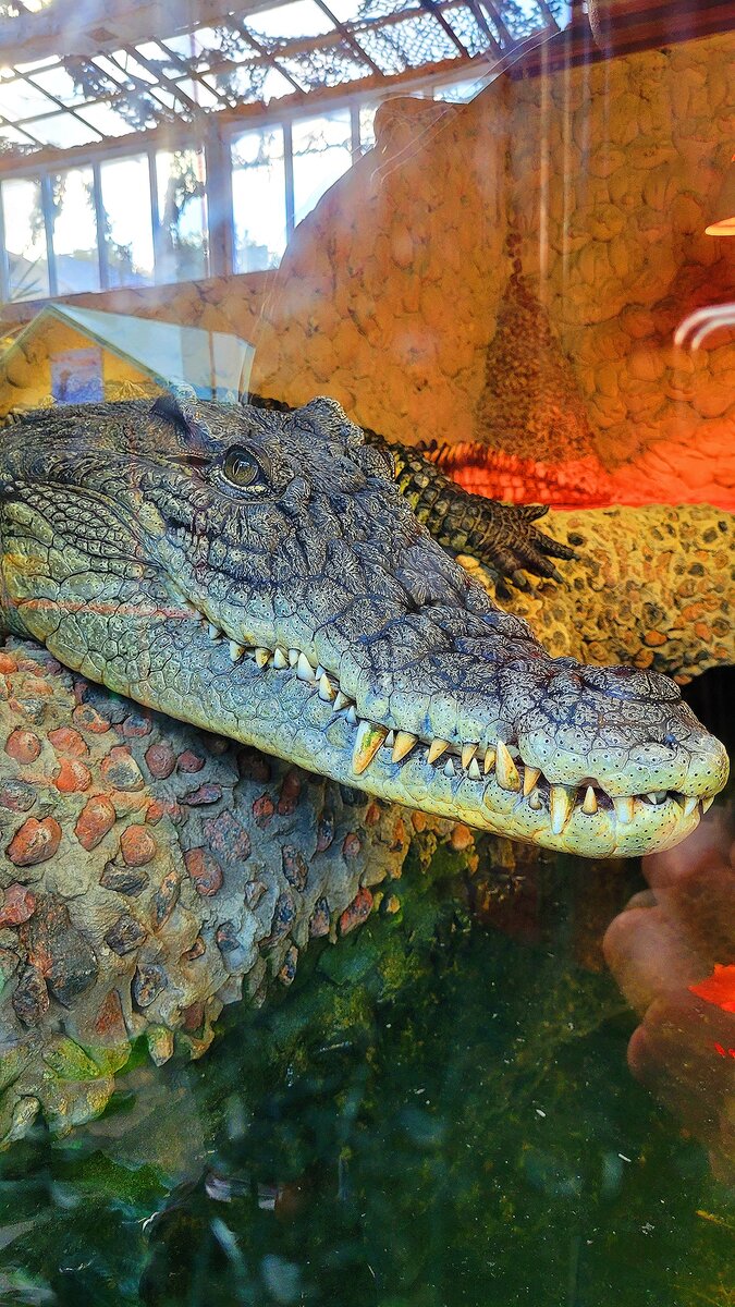 И всё-равно я не люблю зоопарки. Я не думаю, что животным там хорошо и весело. В каких бы условиях они не содержались.